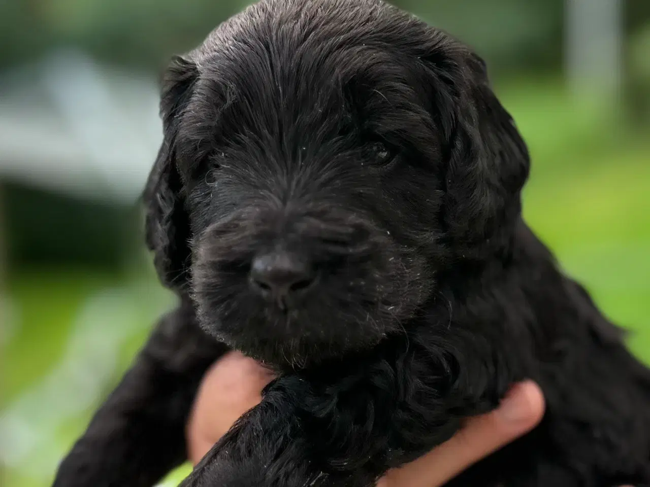 Billede 1 - Sorte Goldendoodle F1bb-mini hvalpe