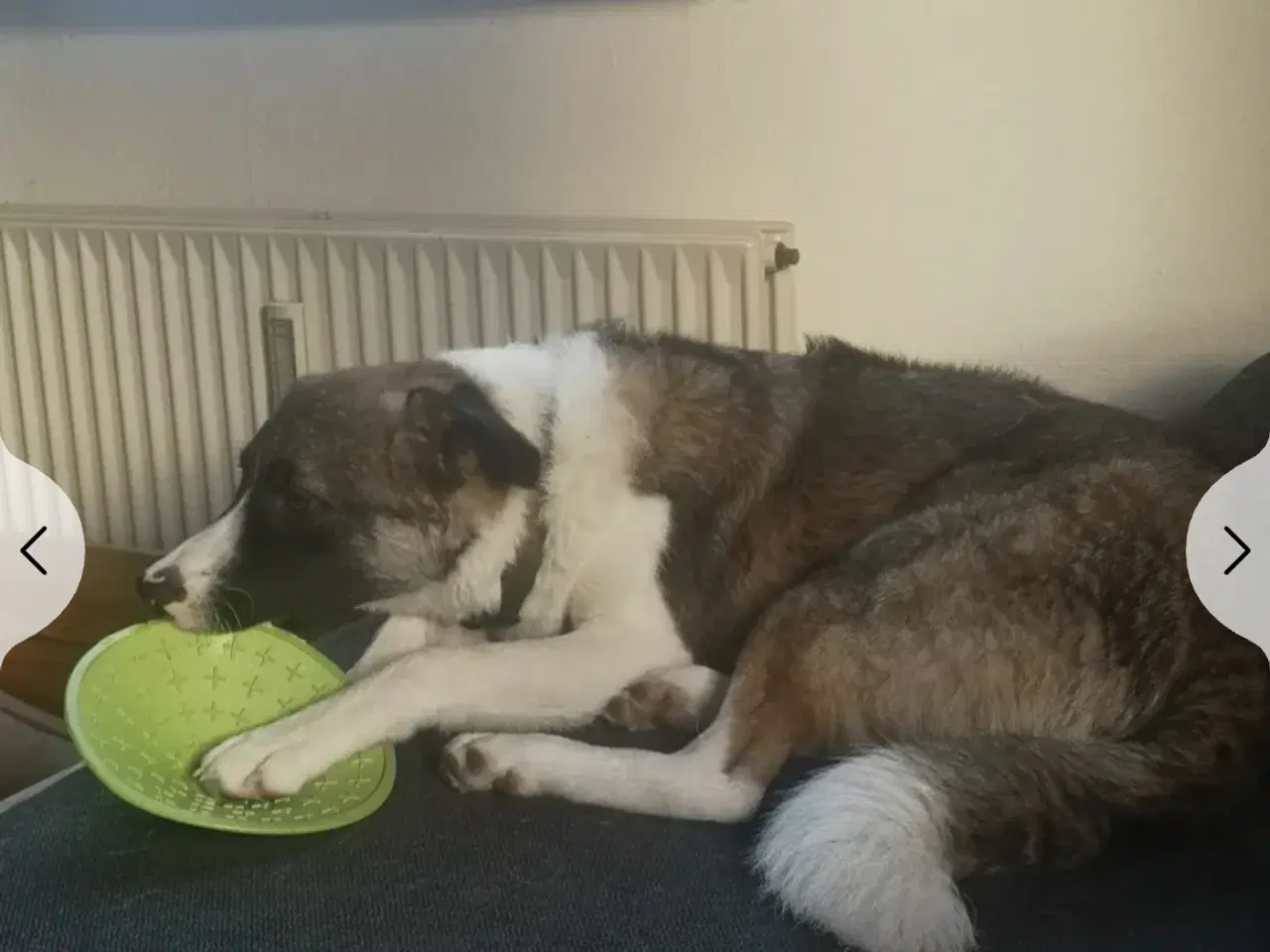 Billede 4 - Dave  omplacering 