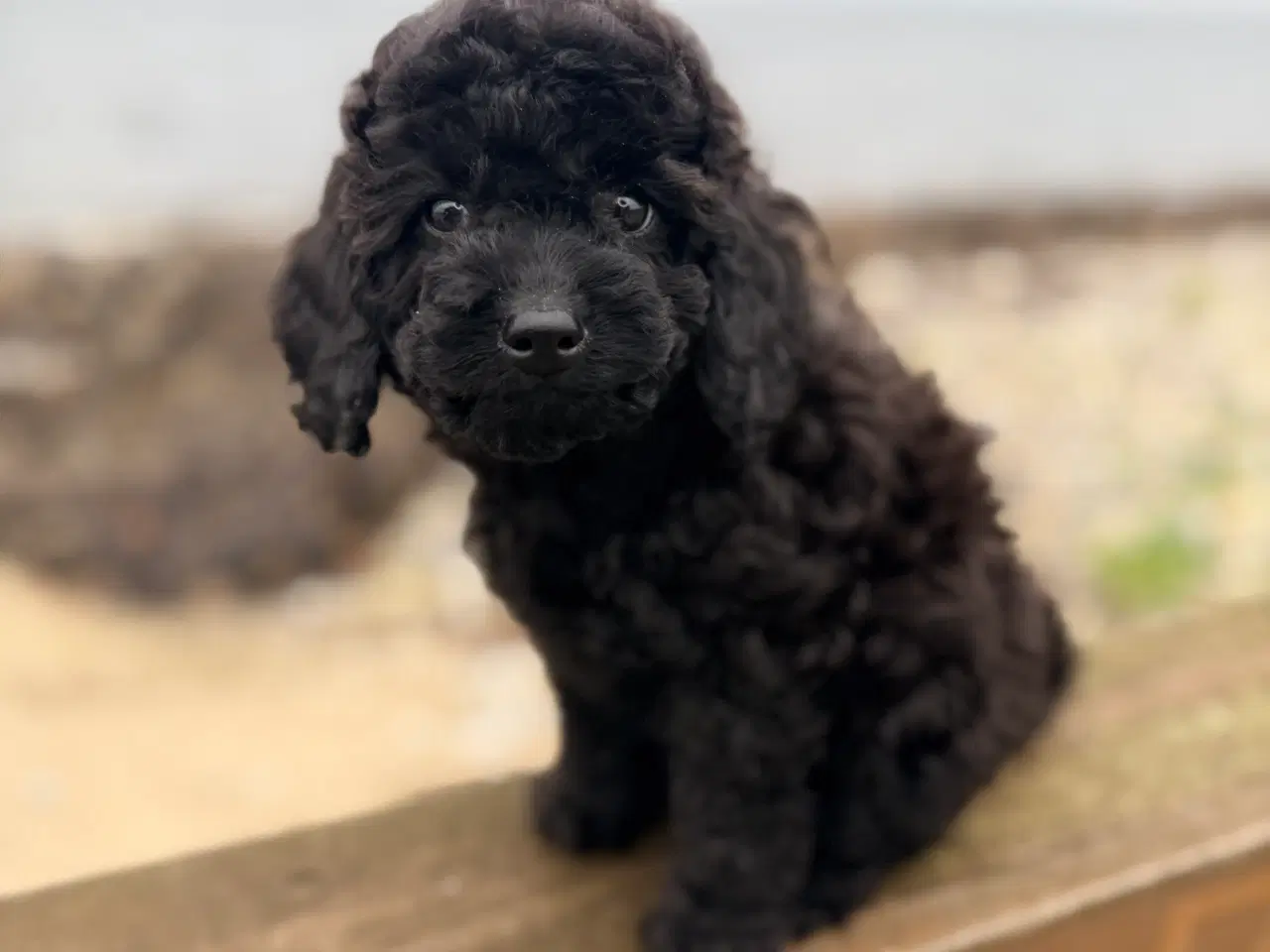 Billede 6 - Mellem Puddel