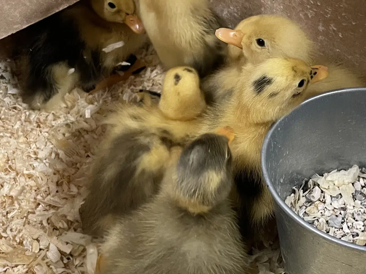 Billede 4 - Løbeande ællinger sælges