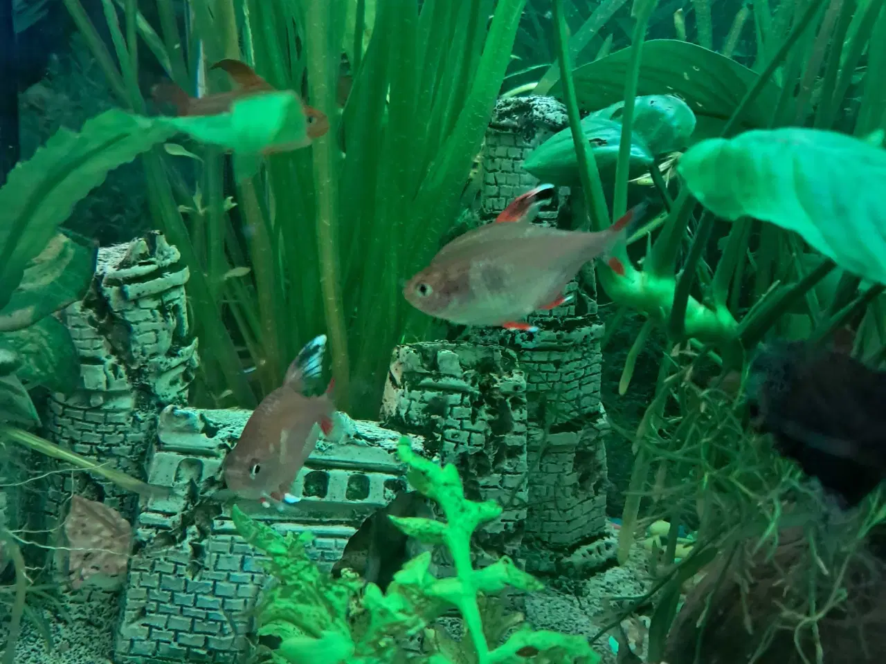 Billede 2 - 5 stk tetraer søger nyt vand