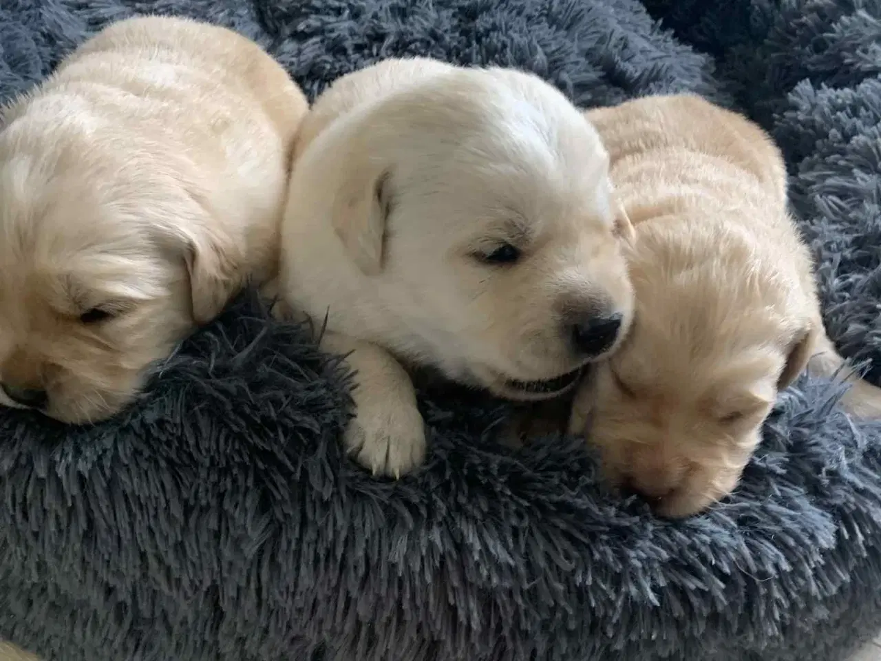 Billede 1 - Golden / Labrador hvalpe