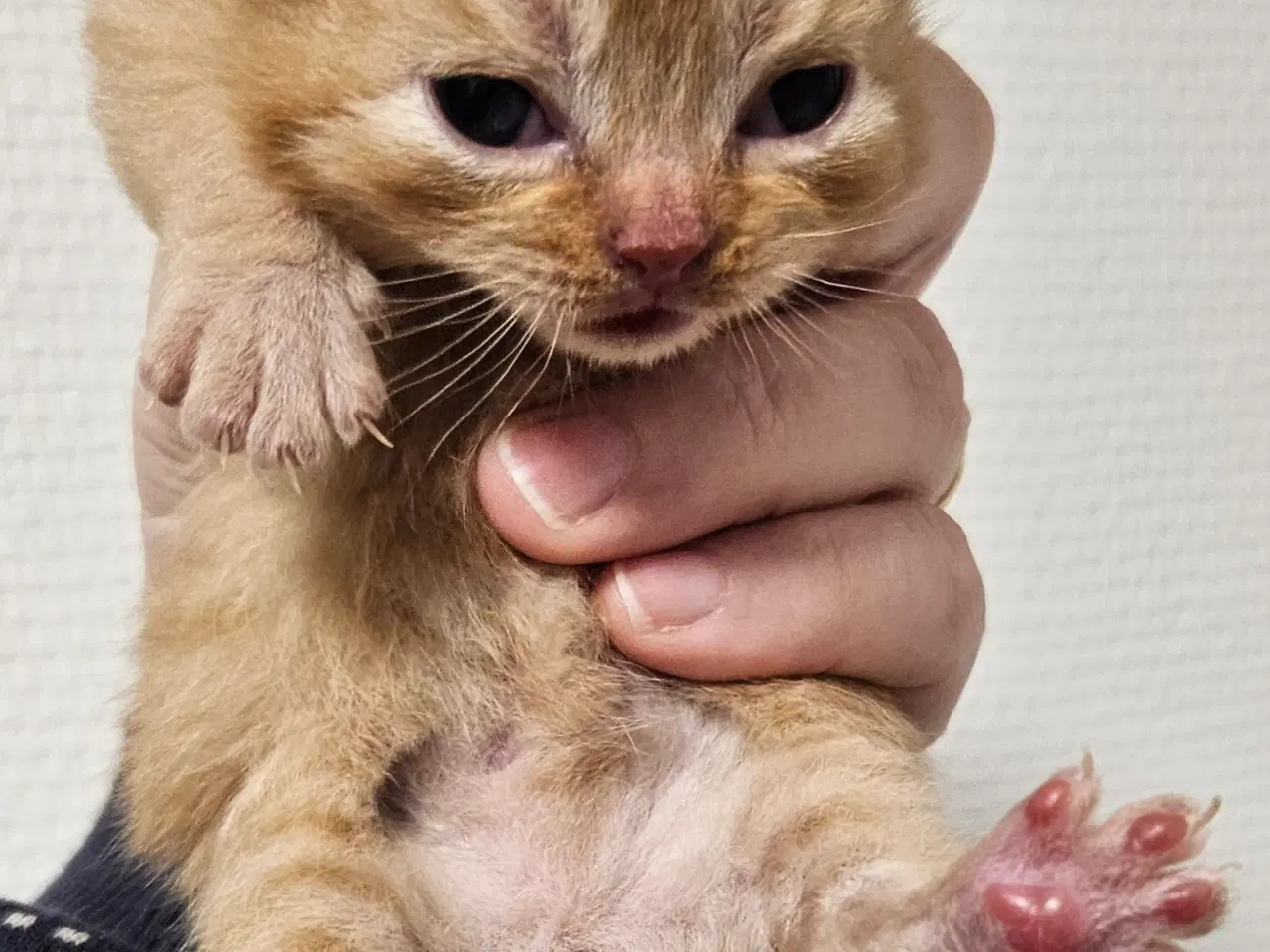 Billede 13 - British shorthair killinger med stamtavle