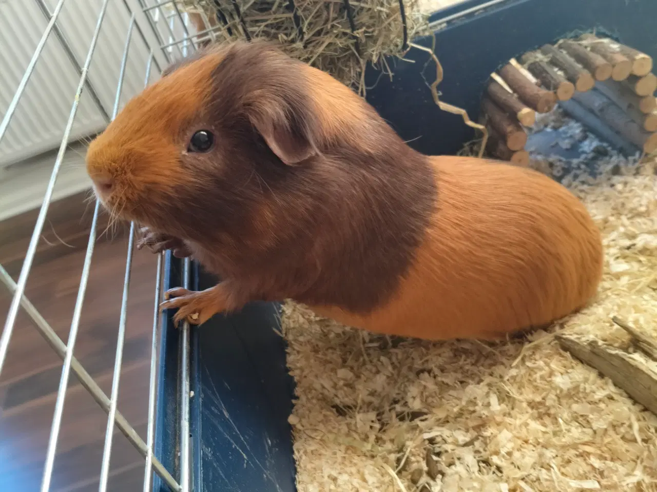 Billede 9 - To han marsvin søger nyt hjem