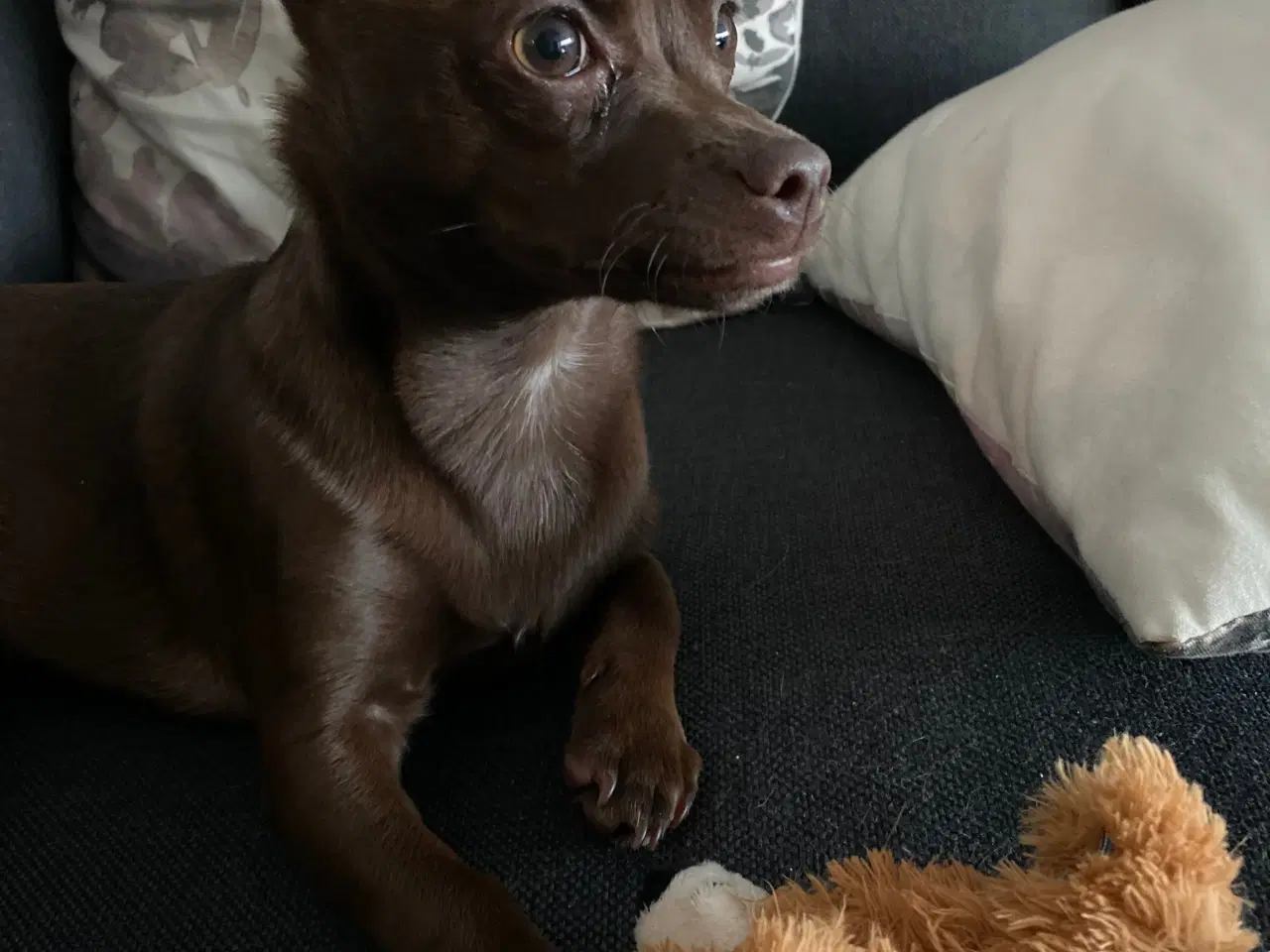Billede 7 - Lille chihuahua blanding 
