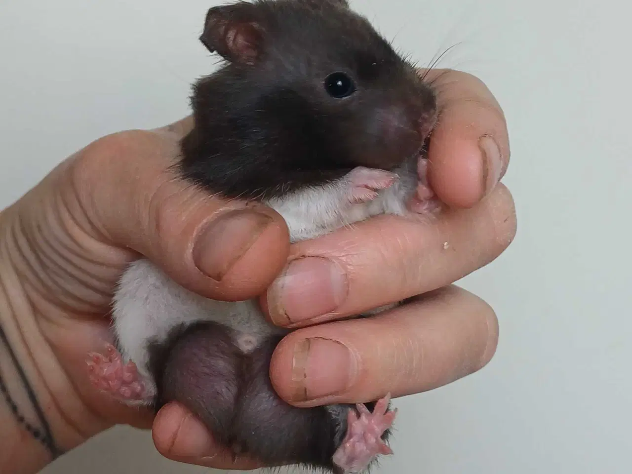 Billede 11 - Guldhamster unger