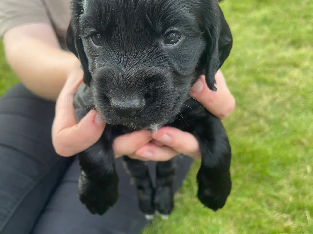 Billede 3 - Ft. Cockerspaniel hvalp 