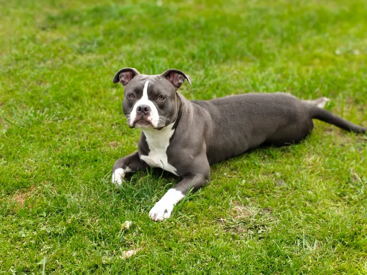 Billede 3 - American pocket bully 