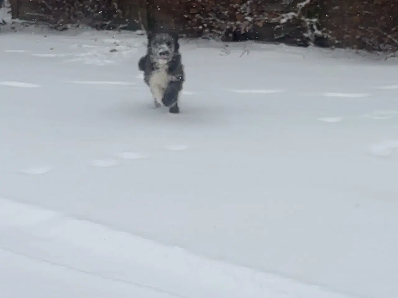 Billede 3 - Sødeste uldtot 