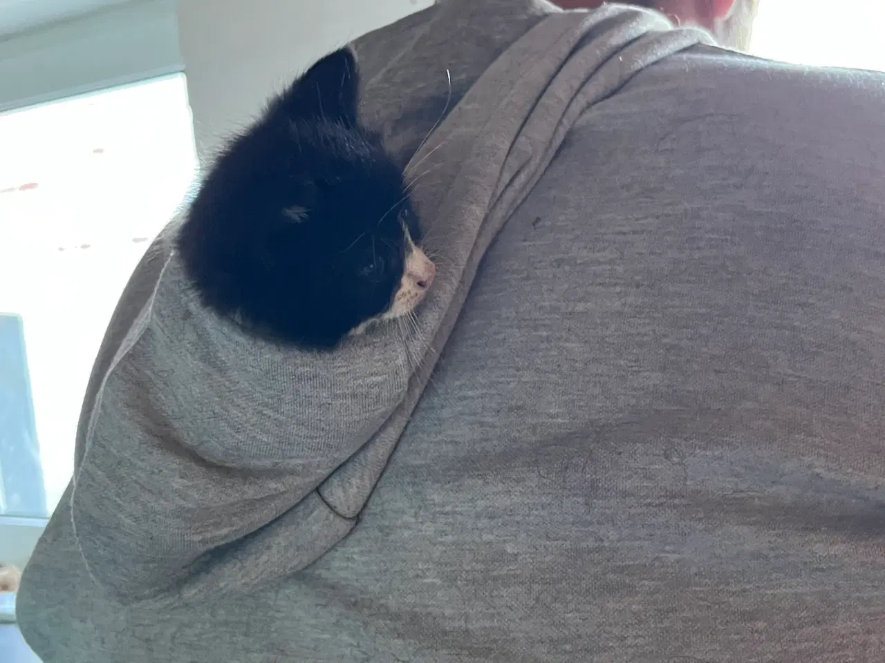 Billede 13 - Han-killing, Maine Coon-blanding 