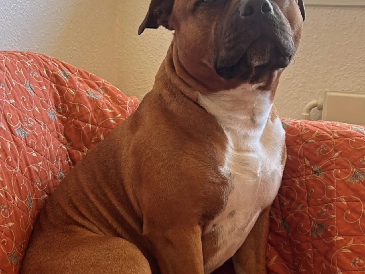 Billede 3 - Engelsk stafford Bull terrier