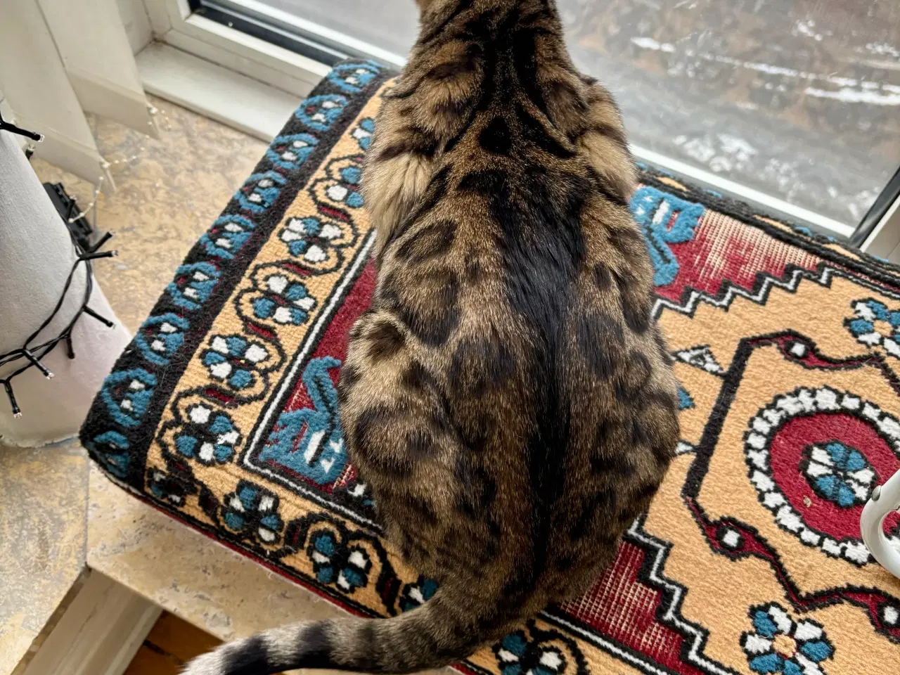 Billede 3 - Bengal kat