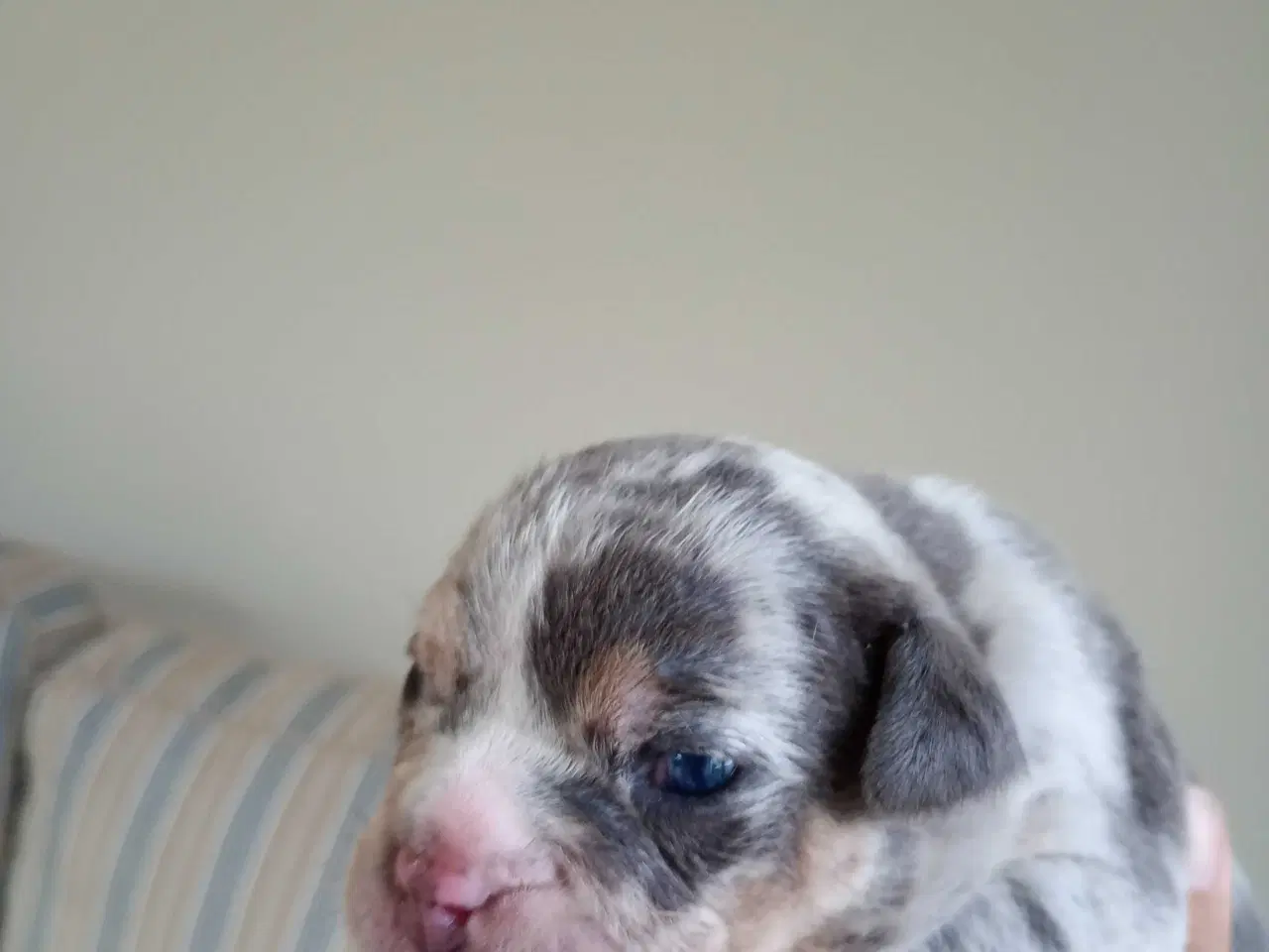 Billede 3 - Engelsk bulldog hvalpe 