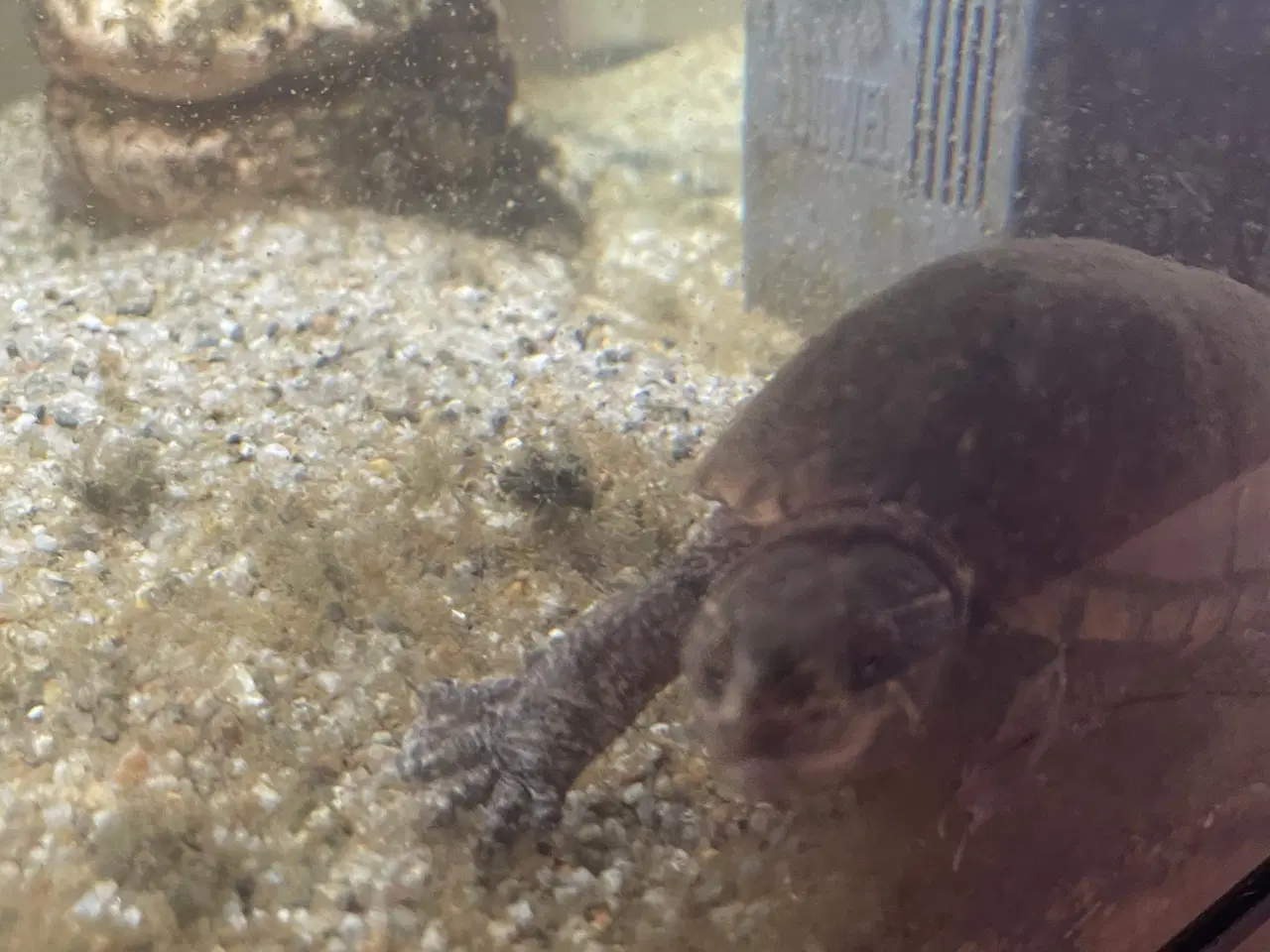 Billede 4 - Sumpskildpadde med akvarie, pumpe, lys indhold 