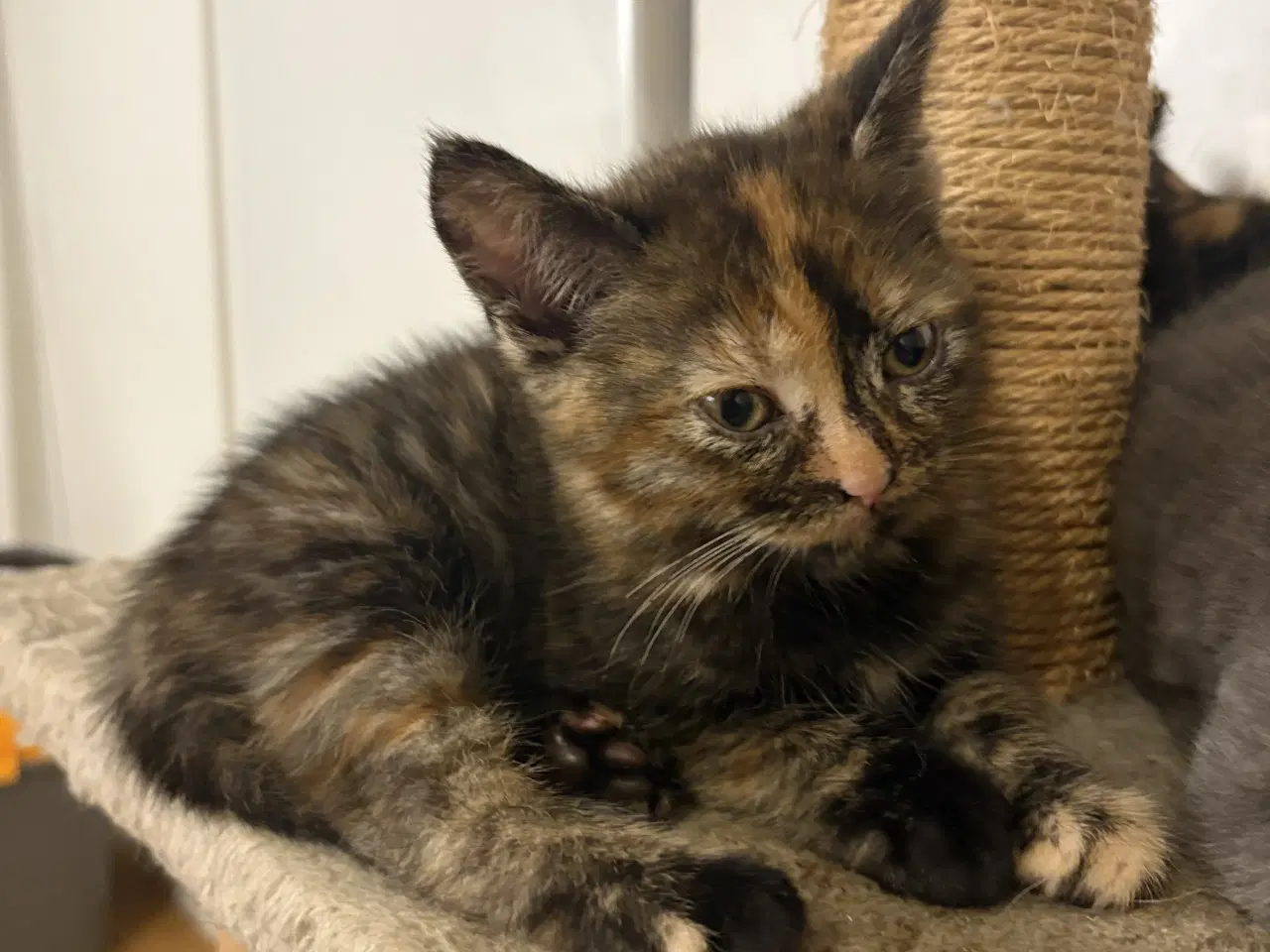 Billede 4 - To søde hunkatte søger nyt hjem