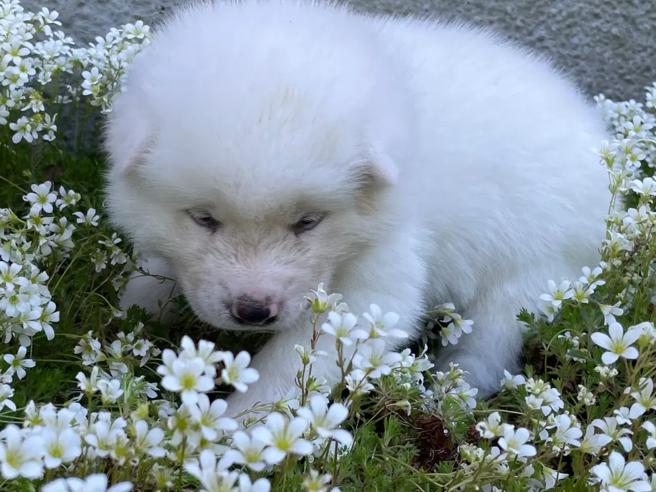 Billede 8 - Akita Inu hvalpe