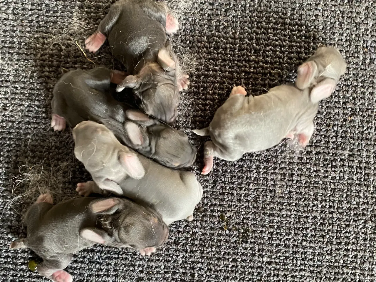 Billede 3 - FRANSK VÆDDER HUN VILDTBLÅ