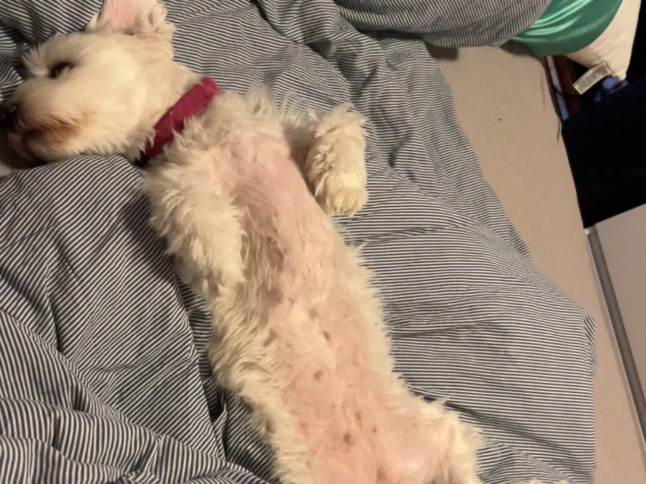 Billede 6 - 3 årige Luna (bichon havanais) søger nyt hjem