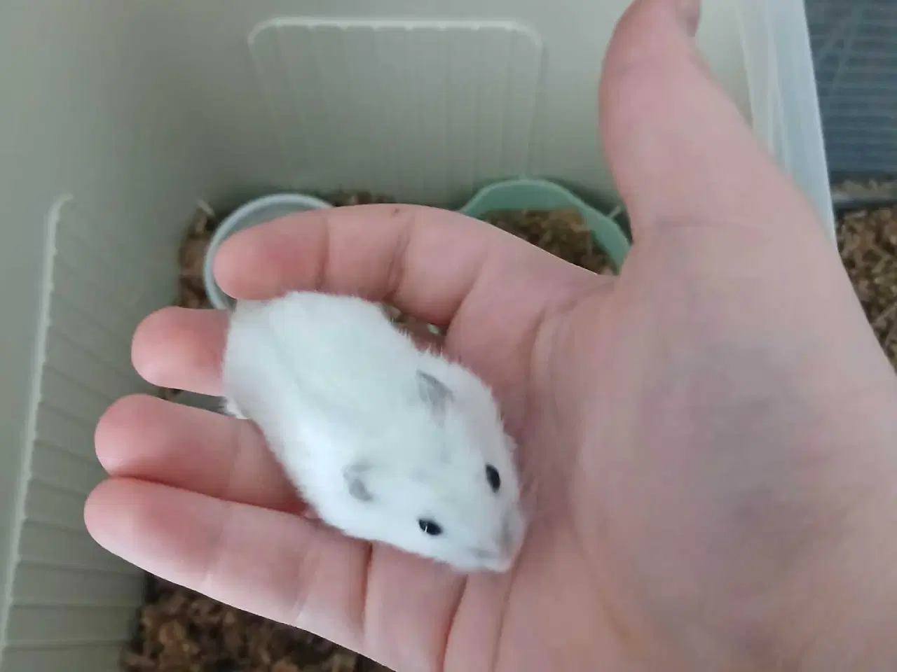 Billede 5 - Dværghamster unger 