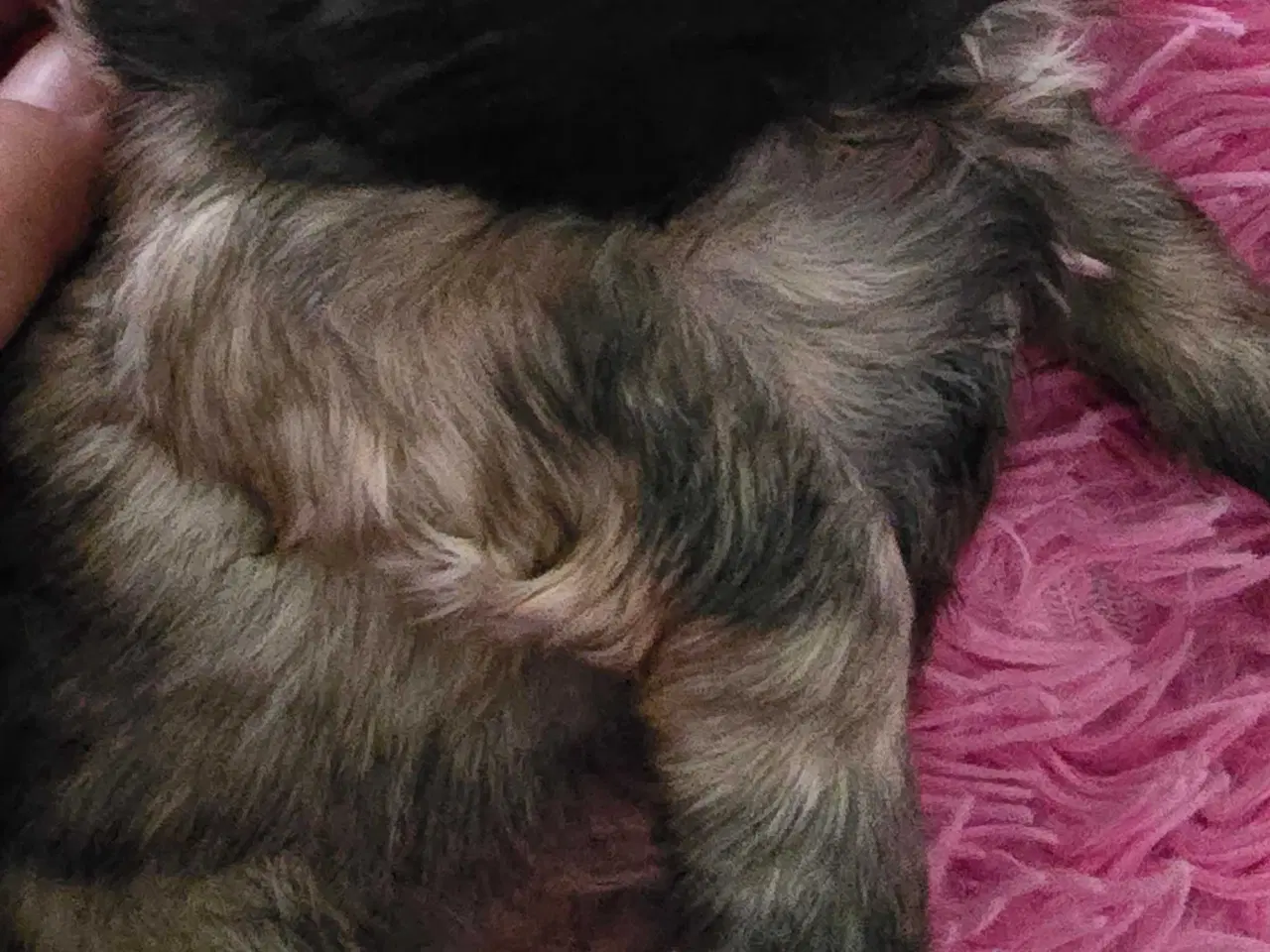 Billede 8 - 2 dejlige drenge 