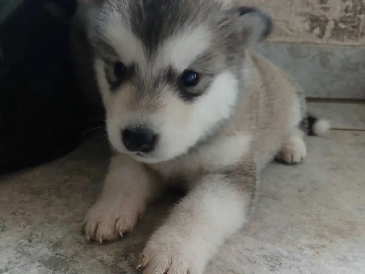 Billede 6 - Alaskan malamute hvalpe sælges
