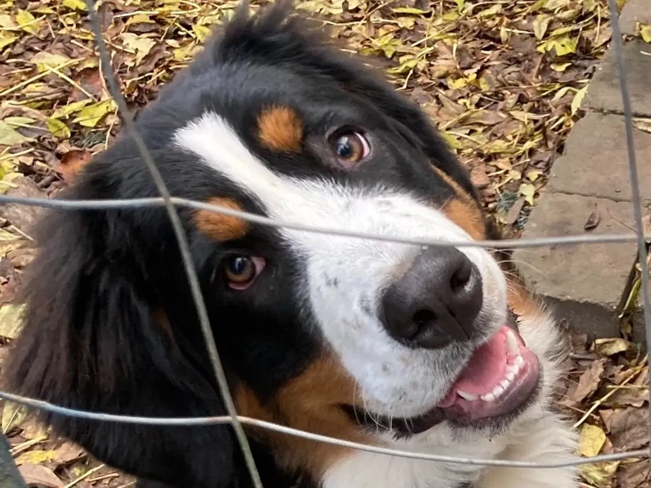 Billede 1 - Hund søger ny ejer (hvalp 4 md. hun hund)