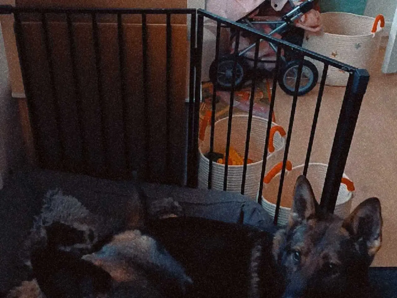 Billede 9 - Grå schæfer han