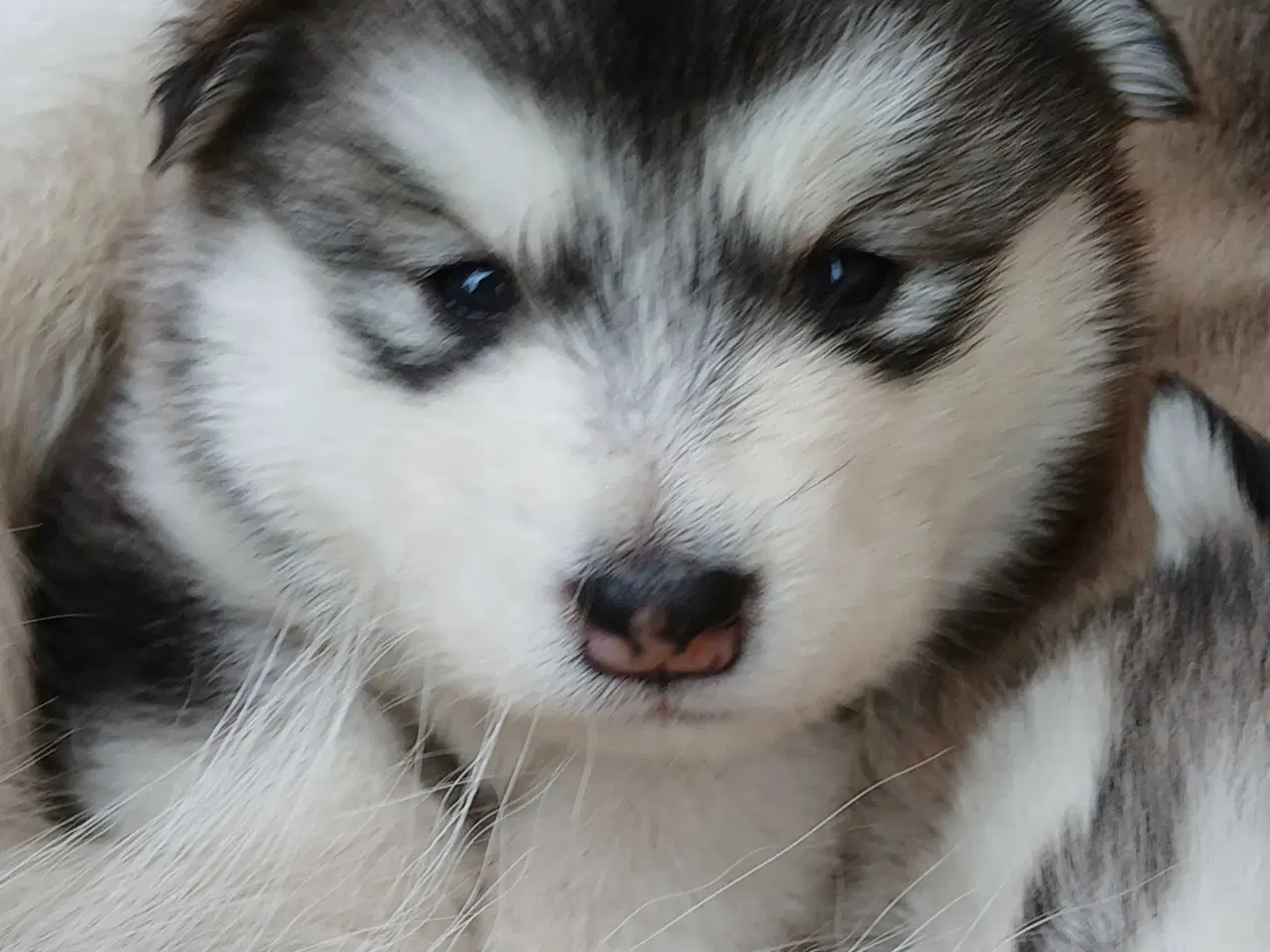 Billede 1 - Alaskan malamute hvalpe sælges