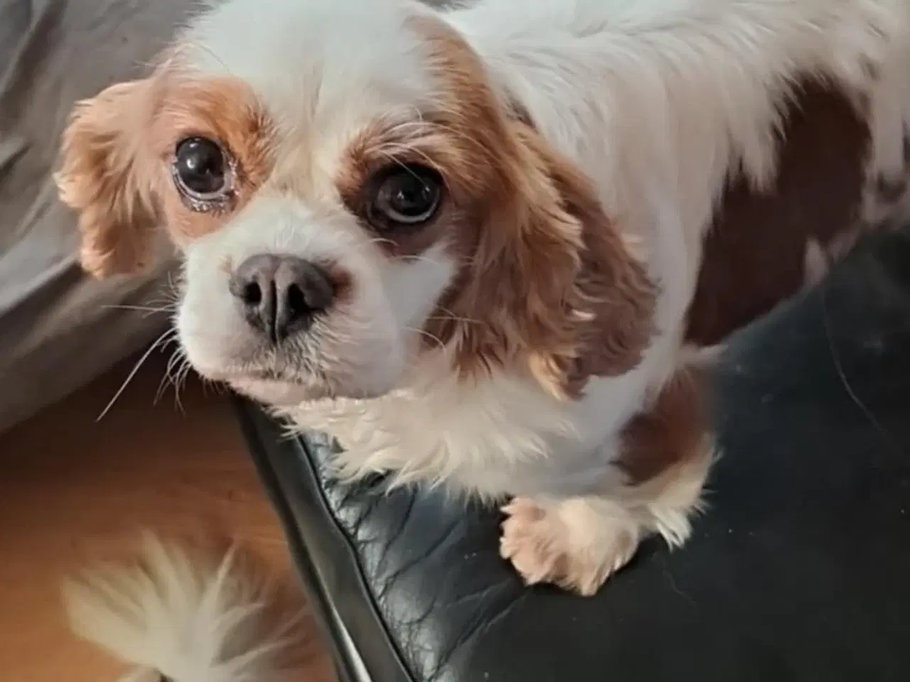 Billede 3 - Ønsker nyt hjem til vores damer her