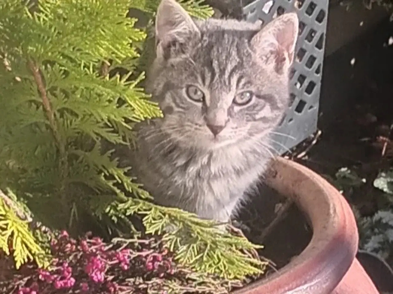 Billede 5 - Dejlige små hunkatte