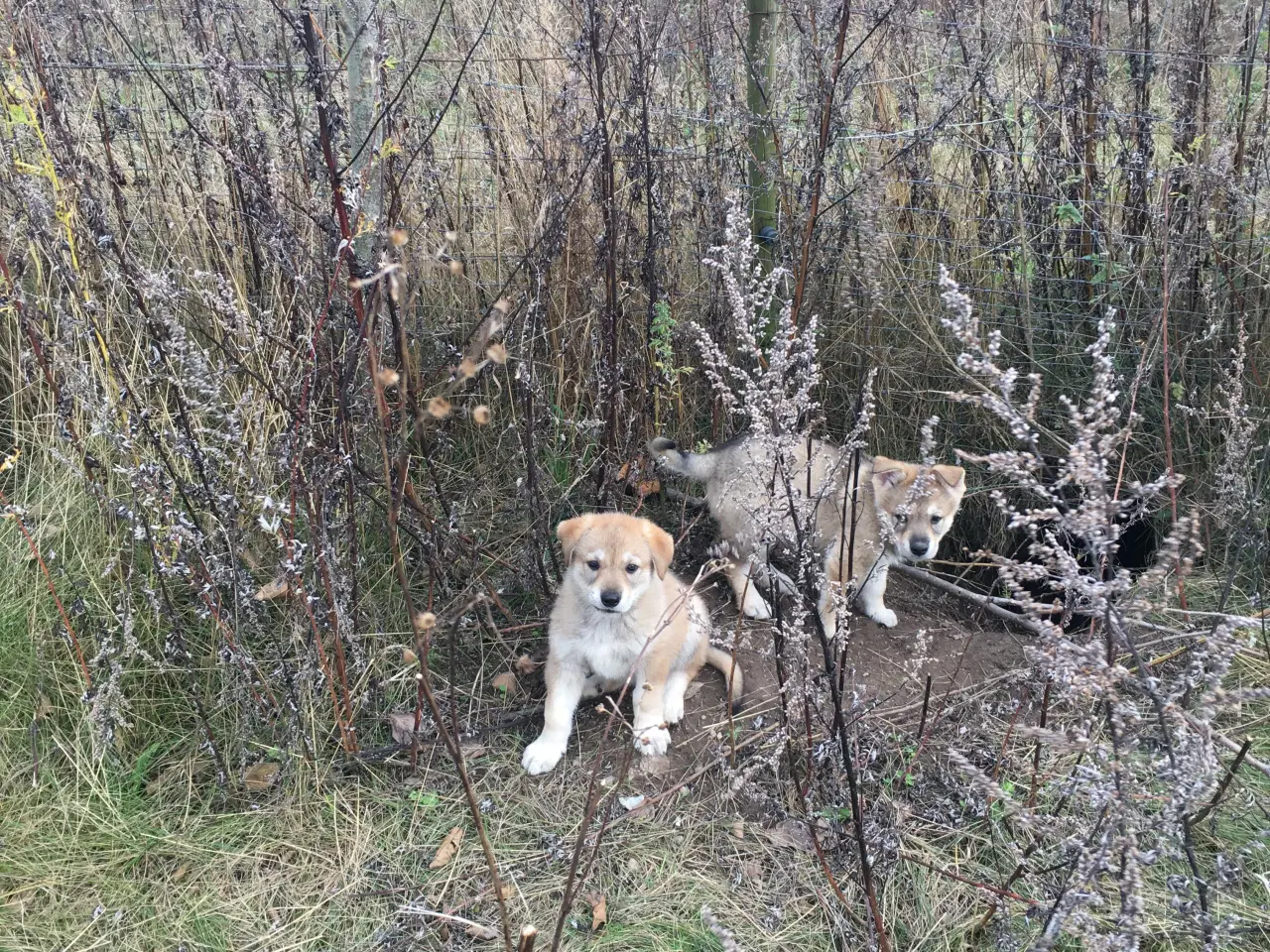 Billede 10 - Hvalpe af hvid schæfer og tjekkoslovakisk ulvehund