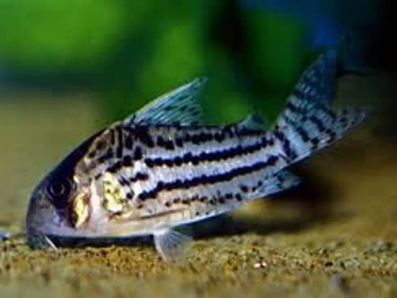 Billede 8 - Flotte akvariefisk og foder