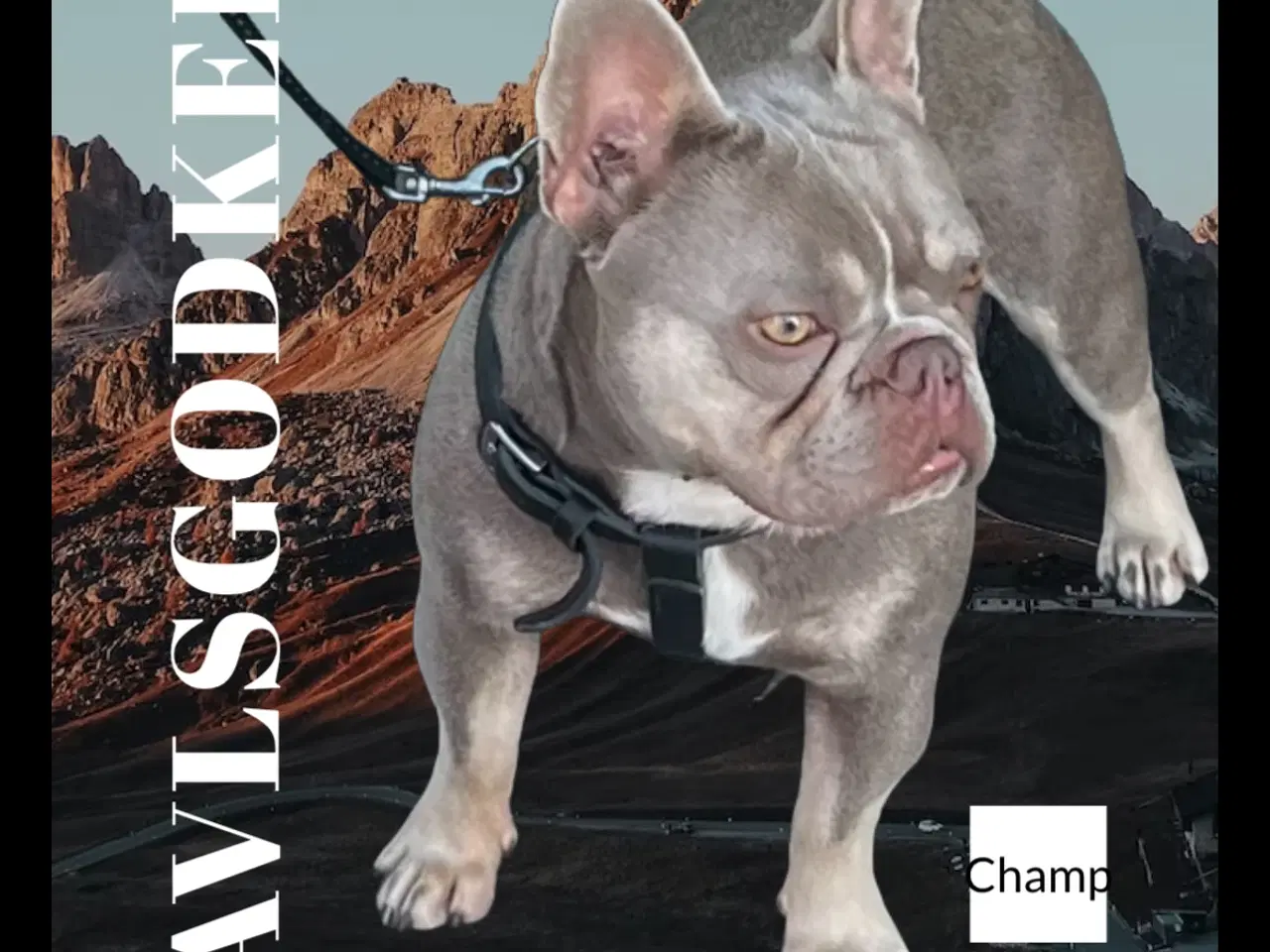 Billede 1 - Fransk bulldog dreng i New Shade Isabella Tan 