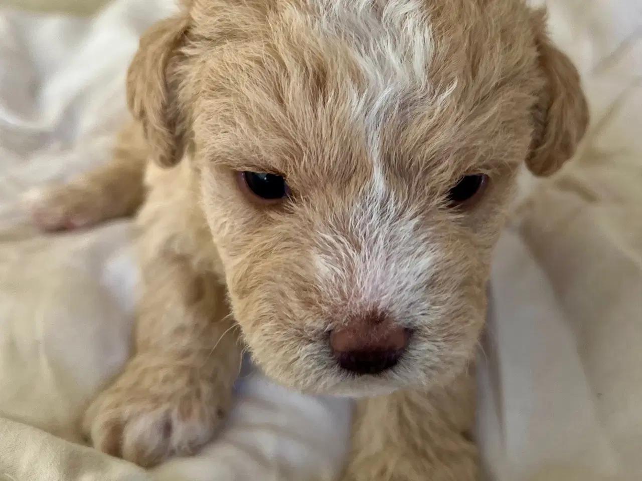 Billede 1 - Super skønne sociale Lagotto blandinger