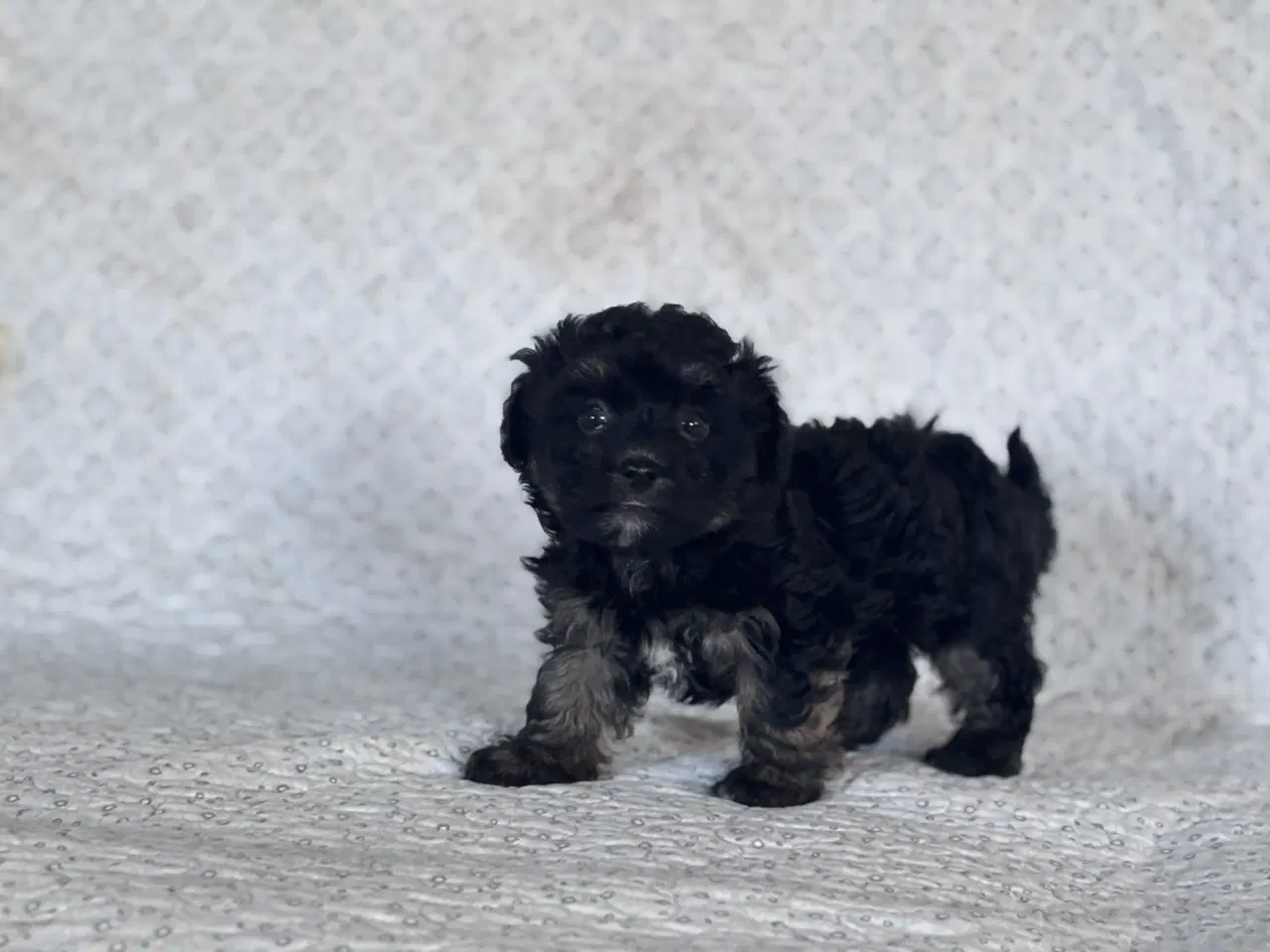 Billede 8 - Maltipoo Puddel Maltese