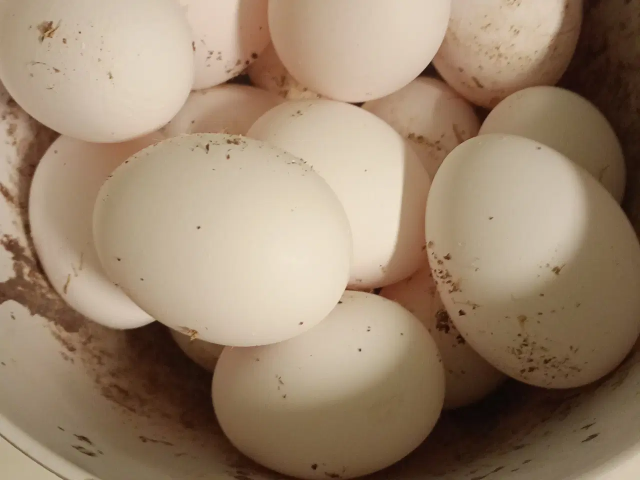 Billede 2 - Æglæggende høns   i fuld æglægning.