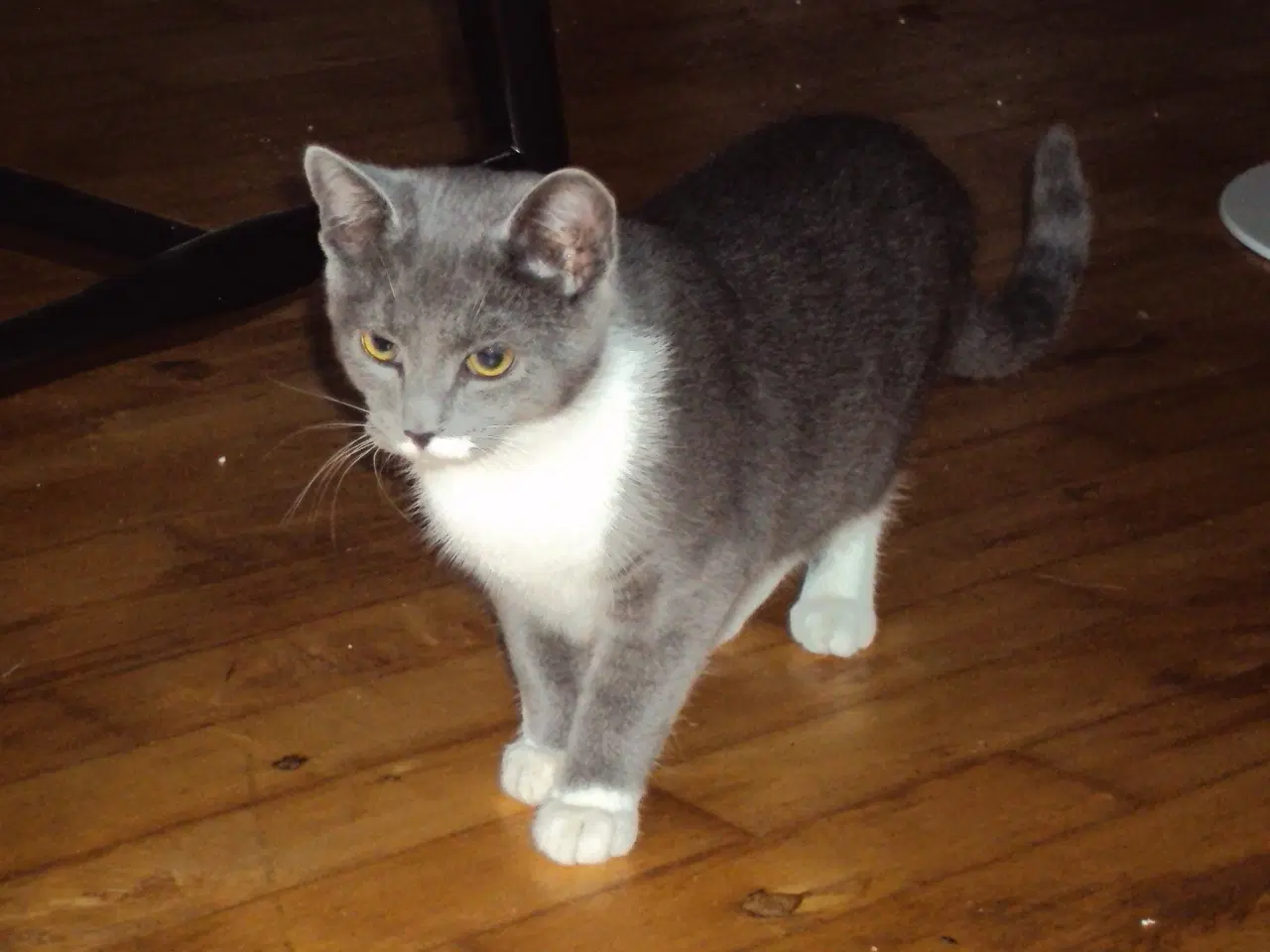 Billede 2 - Sød kattekilling