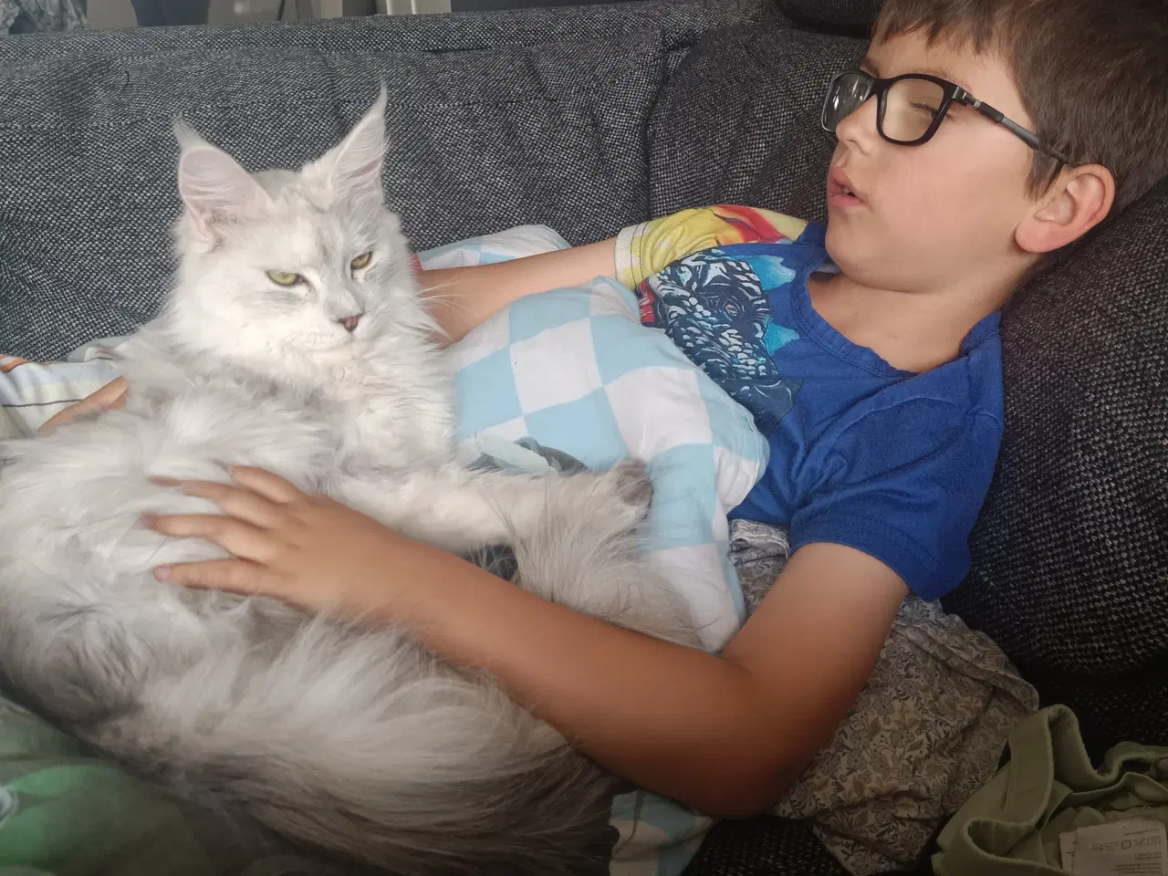 Billede 4 - Maine coon pige