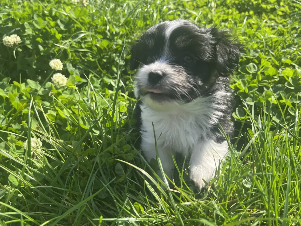 Billede 7 - Allergivenlig Shih Tzu / Bichon Havanais
