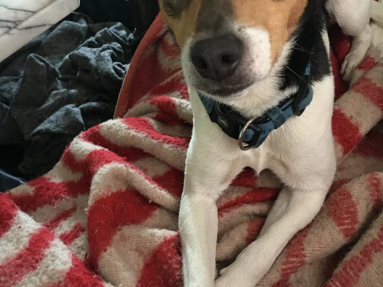 Billede 3 - Dansk-Svensk Gårdhundehvalpe