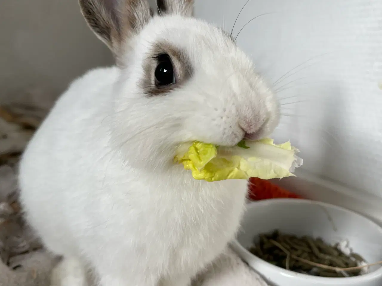 Billede 1 - Kanin