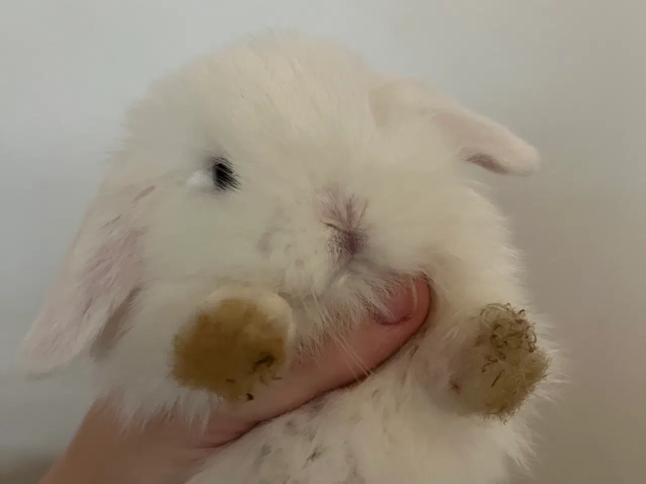 Billede 12 - 5 minilop unger på 8 uger