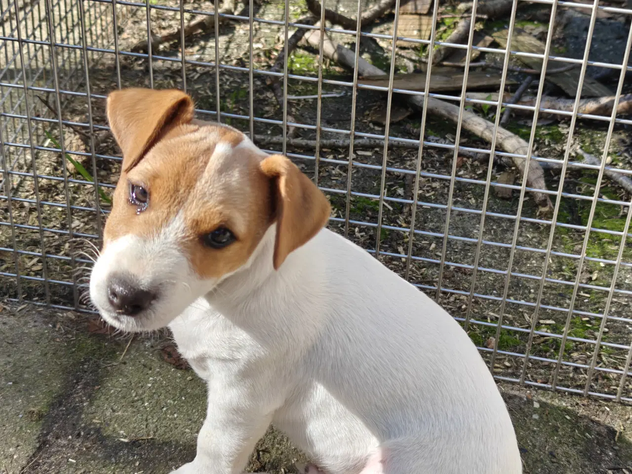 Billede 11 - Lækker Jack Russell Terrier hvalpe