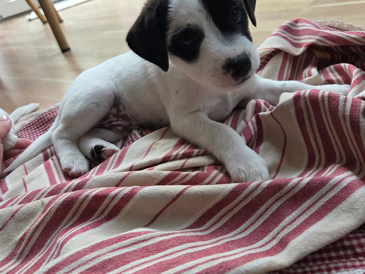 Billede 2 - Jack russell terrier hvalpe
