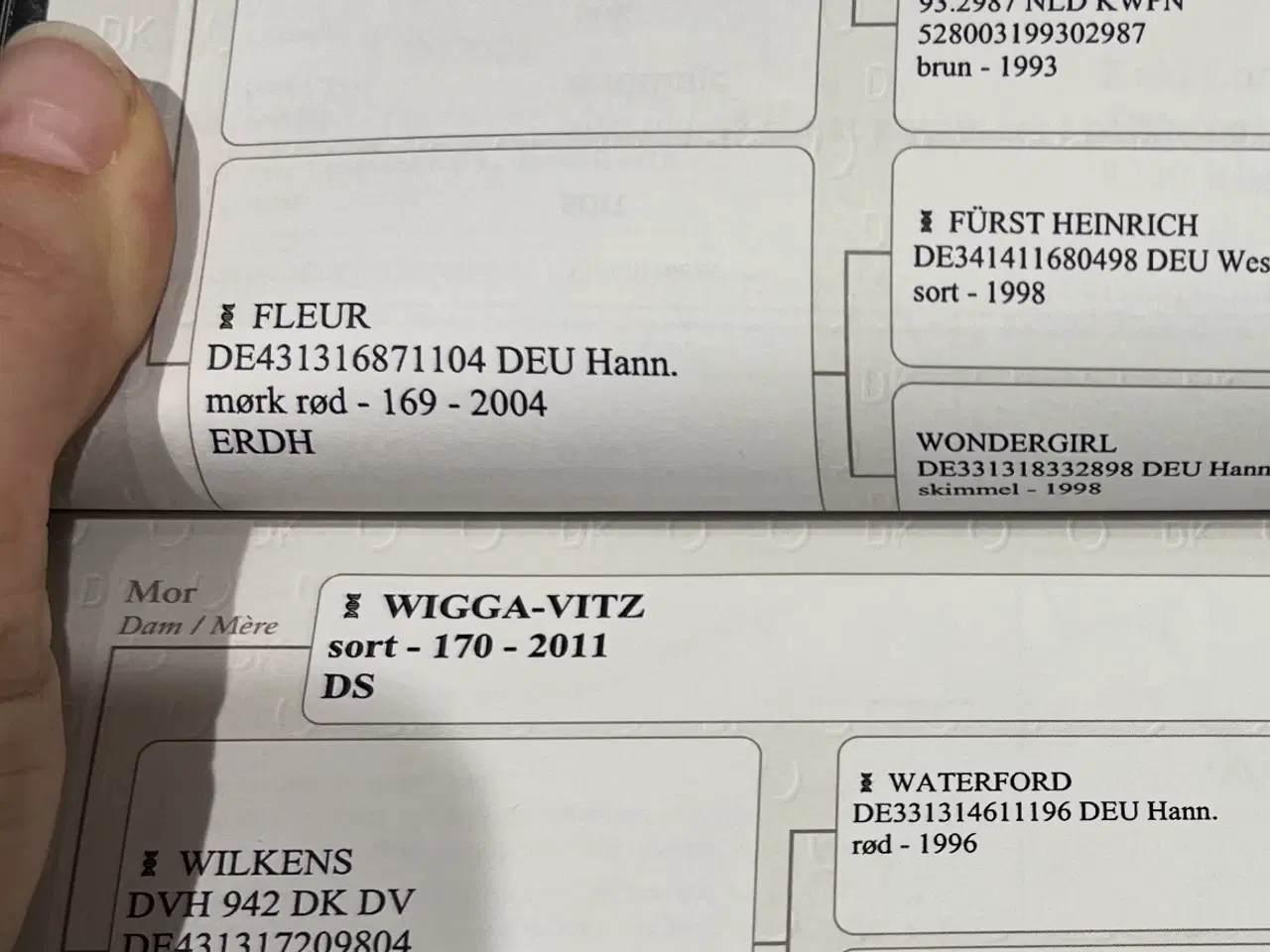 Billede 7 - Tinker/dansk varmblods plag