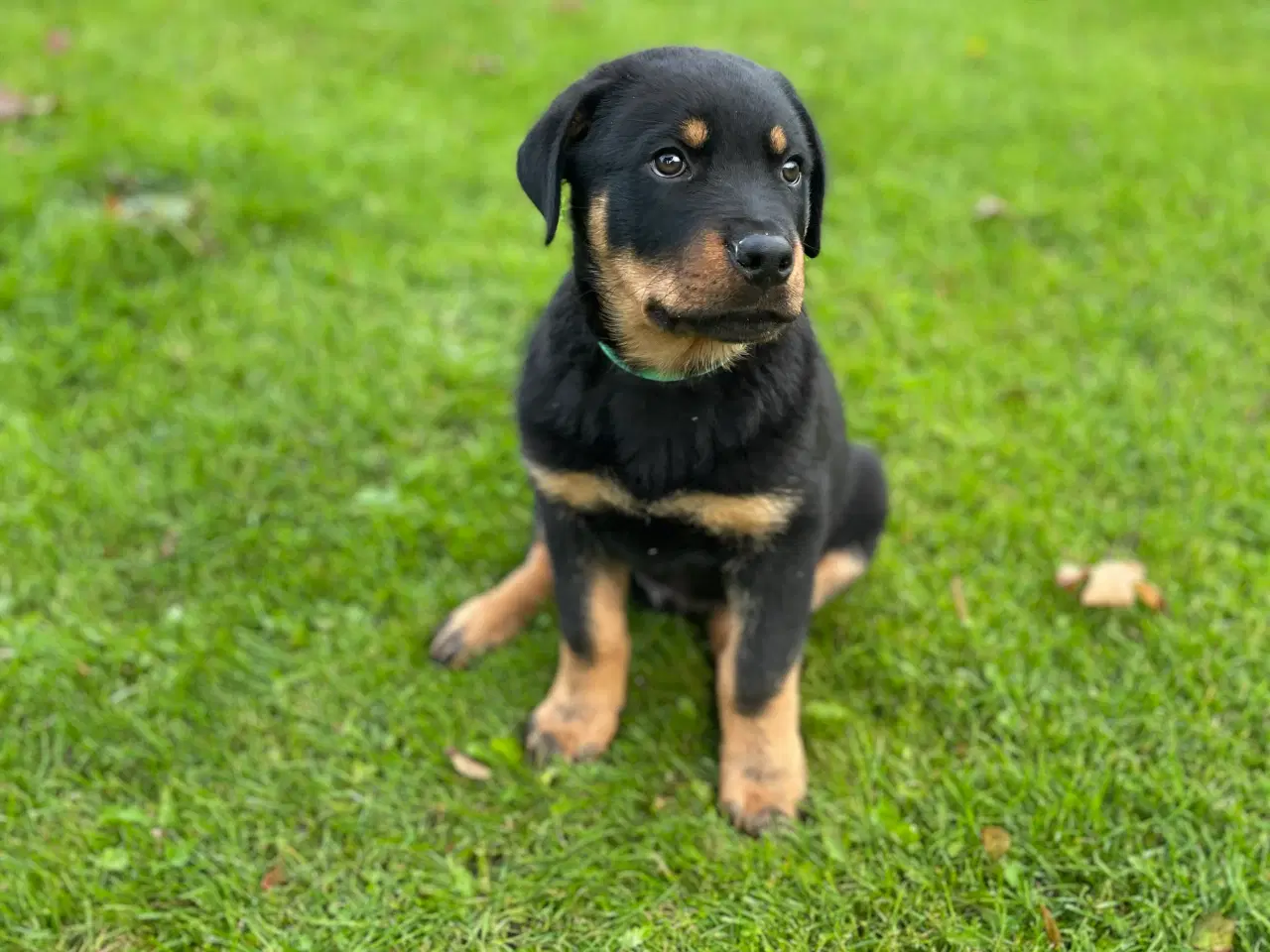 Billede 2 - DKK Rottweiler hvalp Han 