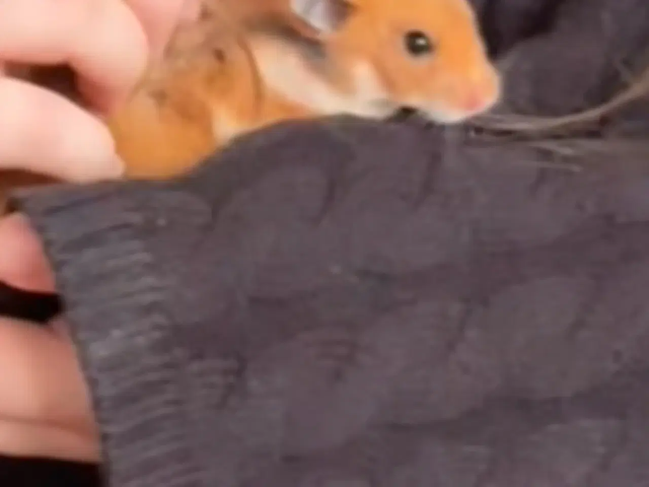 Billede 2 - Hamster med bur og diverse