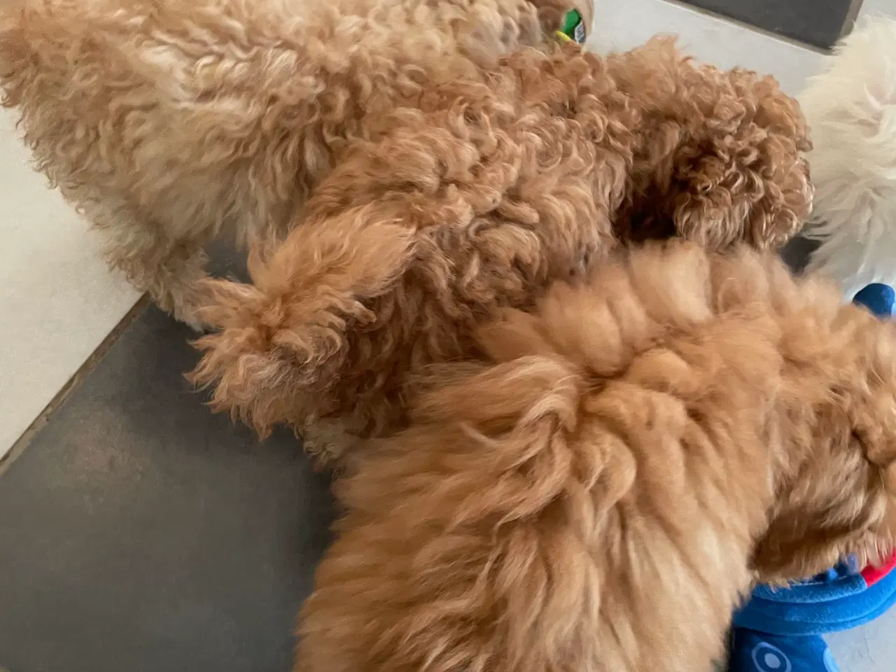 Billede 9 - Havapoo hvalpe - salgsklare..!
