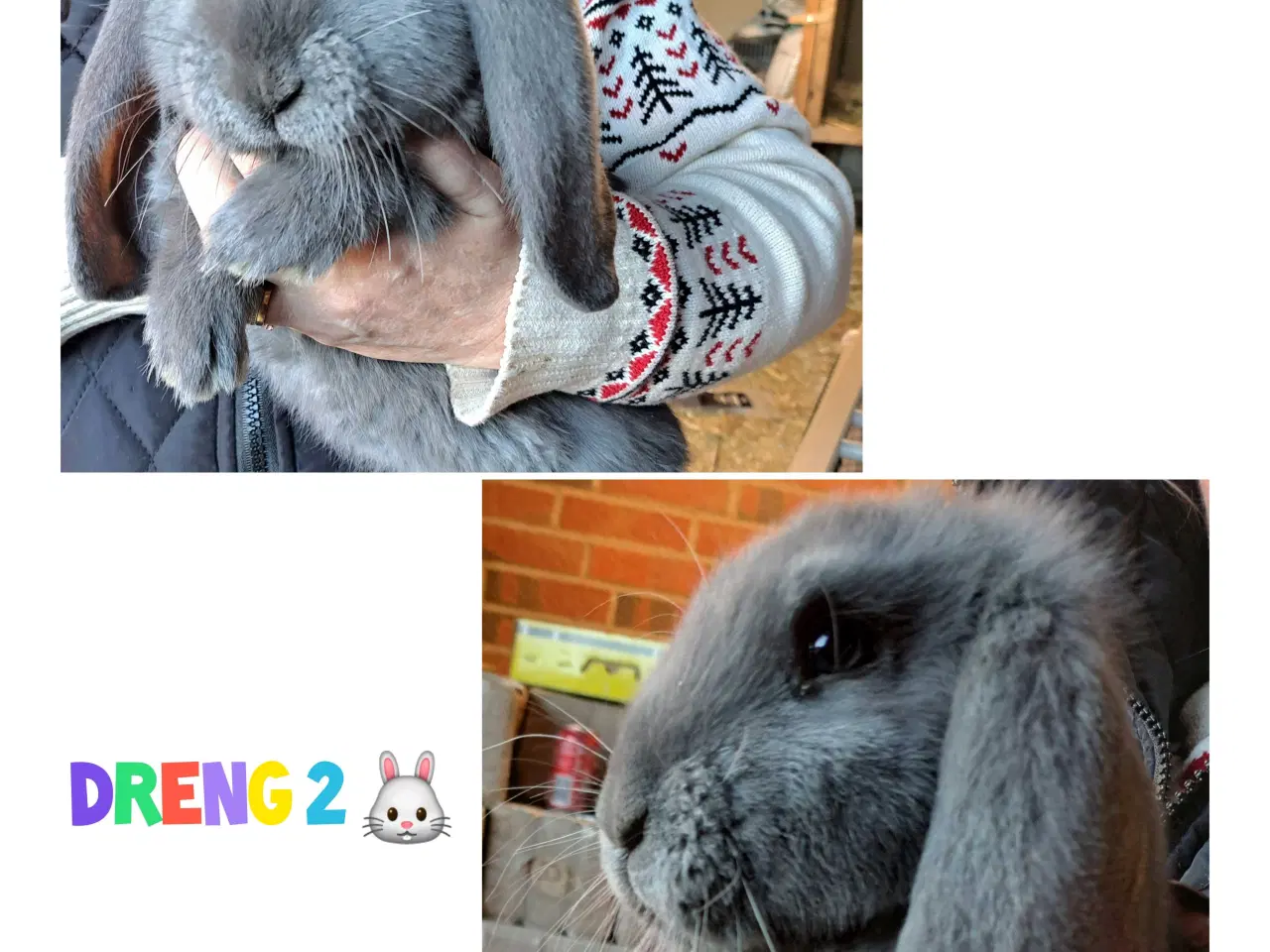 Billede 8 - Franske væddere søger nyt hjem