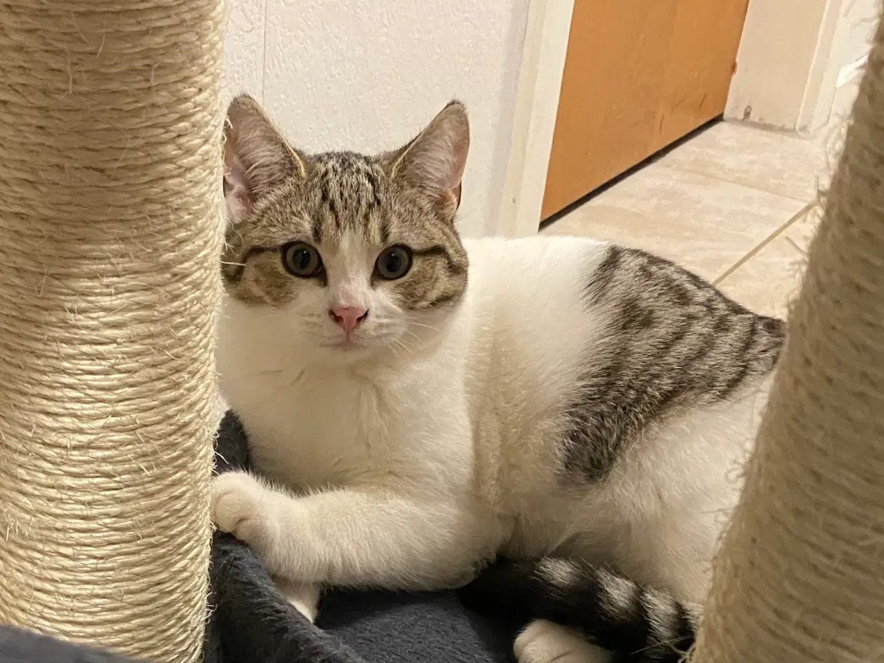 Billede 9 - British Shorthair killinger